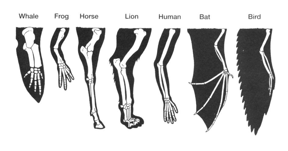 Use the diagram below for questions 3-5. 3. The similarities in the human arm and bat wing indicates that they- A May share a common ancestor.