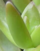 The leaves in the figure are similar in size and come from different plant species. Succulent Leaf 46.
