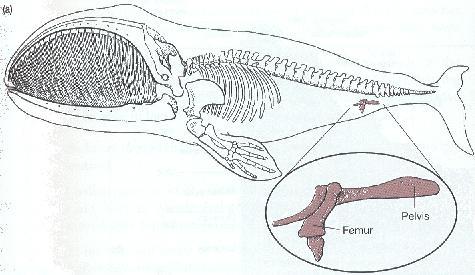 8. In the diagram below is a whale, the bones labeled pelvis and femur appear to be useless.