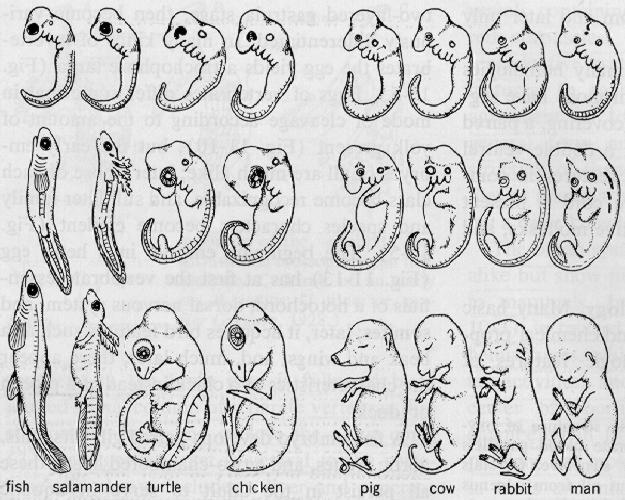 10. The diagram below represents stages in embryonic development of eight organisms.