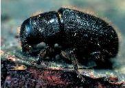Testing the Dead-end Hyp! Dendroctonus bark beetles Fig. 3.3 7 What Limits Insect Populations?
