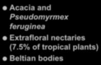 Extrafloral nectaries (7.