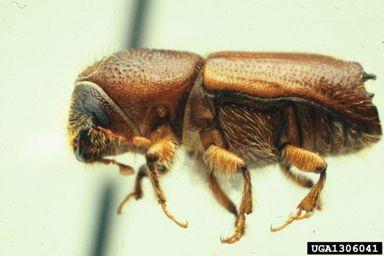 with pathogens Bark beetle Ips pini carries fungus