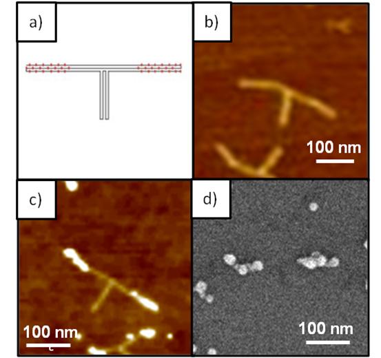 Figure 4.8. Images of the T shaped DNA origami with a programmed gap in which a semiconducting material could be deposited.