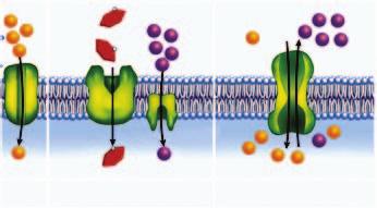 different proteins Animal cell membranes - Na + /K + pump uses ATP to establish K + and Na +