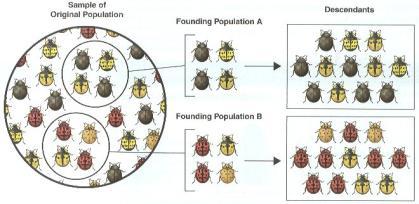 g. overhunting) b. Founder Effect- genetic drift that occurs after a small number of individuals colonize a new area 3. Effects of Genetic Drift a.