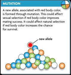 3 Mutation (New alleles form through mutation and create genetic