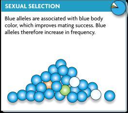 Sexual selection (certain traits improve mating success) 5.