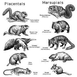 speciation VI. Patterns of Evolution (11.6) A.