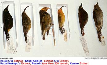 C. Species can become extinct 1. extinction- elimination of a species from Earth 2.