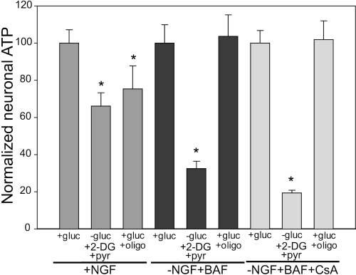 Oligomycin inhibits Commitment 2 in rat sympathetic neurons Chang et al. 247 Figure 1. NGF-deprived, BAF-saved cells maintain high levels of ATP.