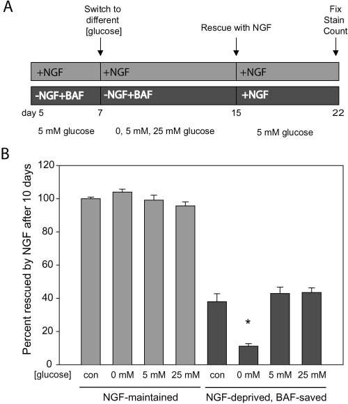 248 Volume 162, Number 2, 2003 Oligomycin kills NGF-maintained neurons, but protects NGF-deprived, BAF-saved neurons Because NGF-maintained neurons, but not NGF-deprived, BAF-saved cells, require
