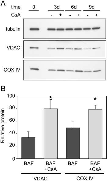 250 Volume 162, Number 2, 2003 Figure 6. CsA attenuates NGF deprivation induced loss of mitochondrial proteins.