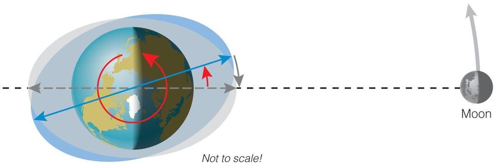 Tidal Friction If the Earth didn t rotate, the tidal bulges would be oriented along the Earth-Moon line.