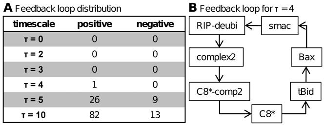Figure 4. Feedback loops in the apoptosis network for different timescale constants t. [A] The distribution of positive and negative feedback loops for all timescale constants t is listed.