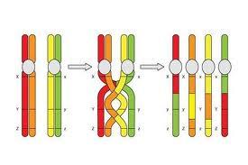 Meiosis: During meiosis, each new cell has half the number of chromosomes as the original cell.