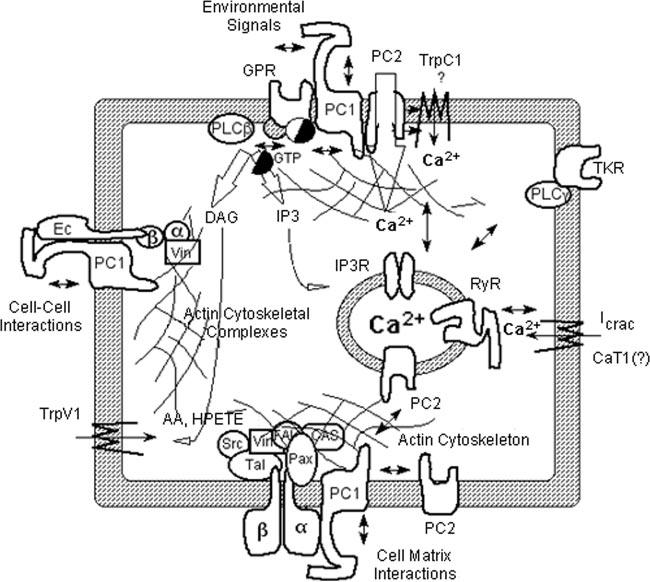 Invited Review F1022 Fig. 5. Hypothetical model of Ca 2 entry steps associated with expression of TRP channels and interacting proteins.