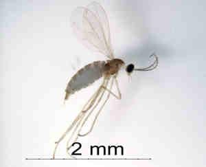 The largest land animal is a wingless midge called Belgica antarctica pretty small! Midge Adult.