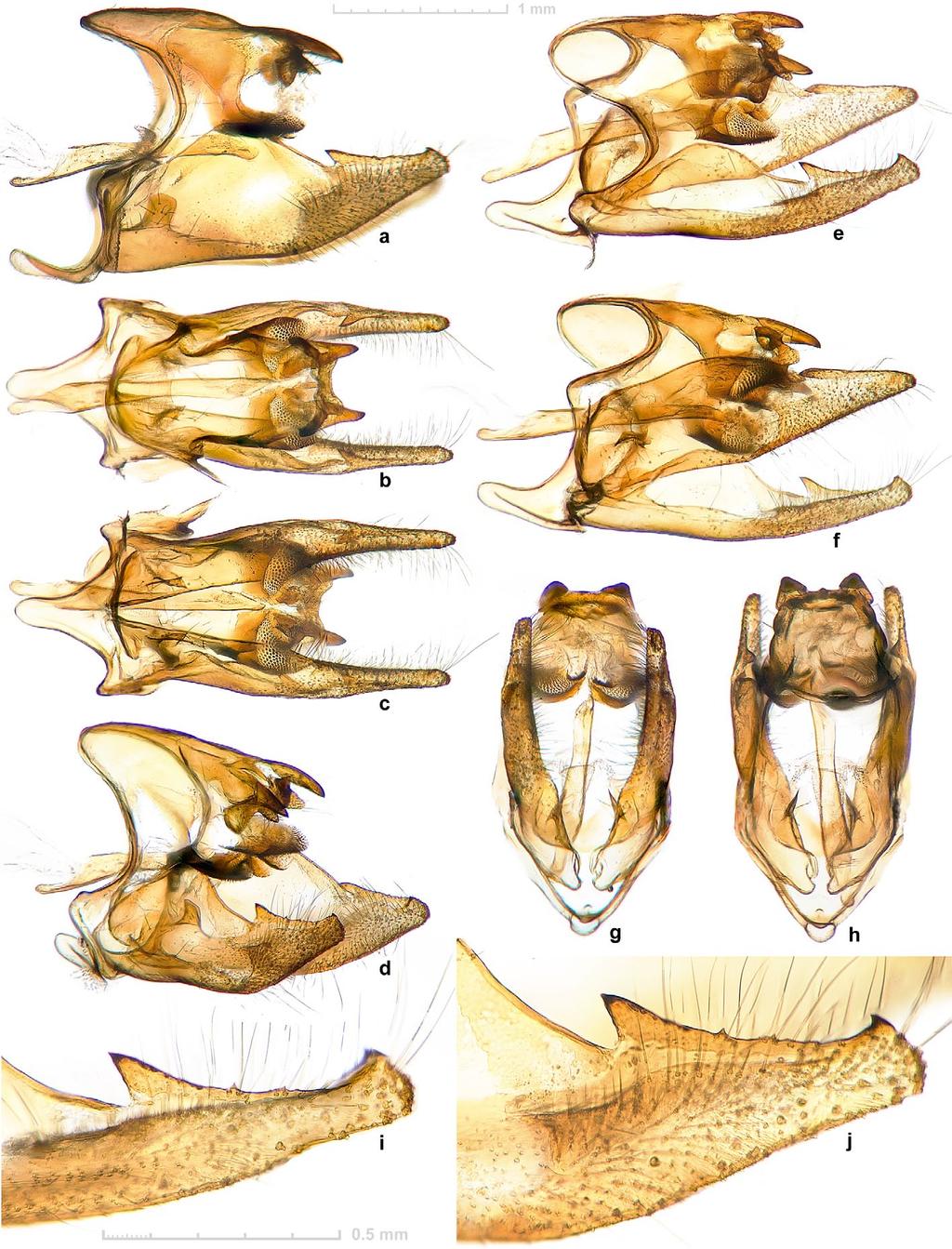10 TROP. LEPID. RES., 23(1): 1-13, 2013 GRISHIN: New species of Potamanaxas from Peru Fig. 58. Potamanaxas lamasi n. sp. male genitalia, holotype. a-h.