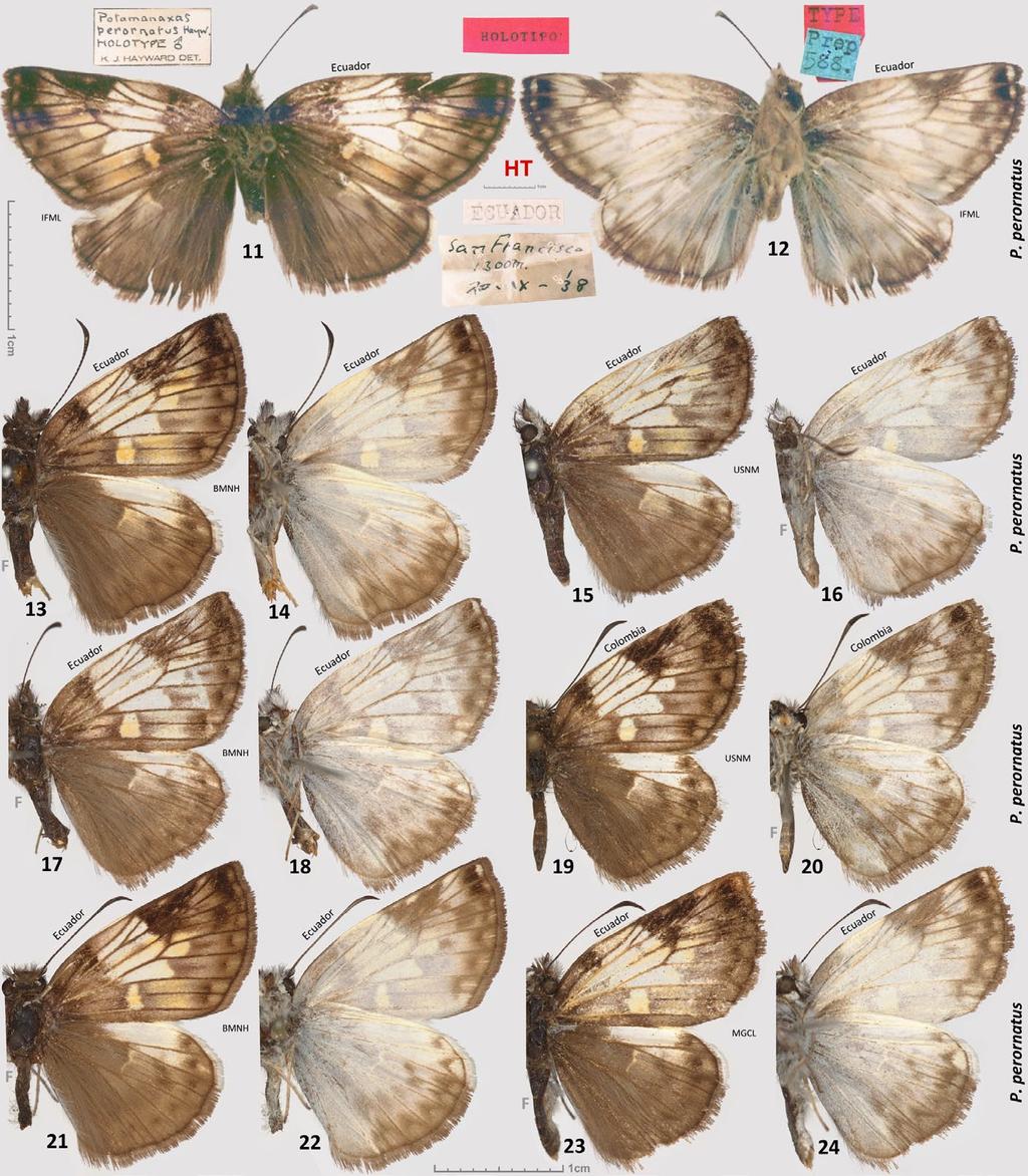TROP. LEPID. RES., 23(1): 1-13, 2013 5 Figs. 11-24. Potamanaxas perornatus specimens. 11-12. - the holotype, Ecuador: Tungurahua Province, [Hacienda] San Francisco at ca.