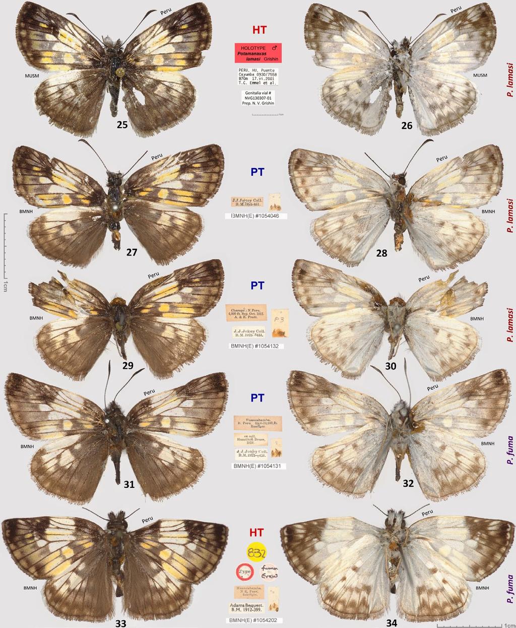 TROP. LEPID. RES., 23(1): 1-13, 2013 7 Figs. 25-34. Potamanaxas lamasi n. sp. and P. fuma type specimens. 25-26. - P. lamasi n. sp. holotype, Peru, (genitalia shown in Fig. 58), 27-28. - P. lamasi n. sp. paratype, [Peru], J.