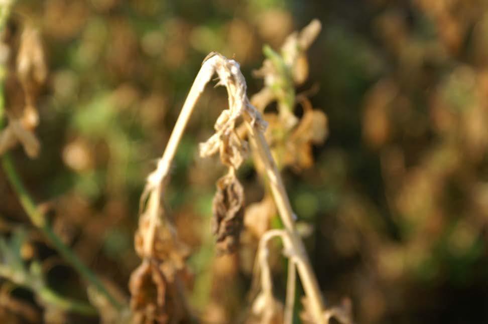Sclerotinia stem and crown rot Infected stems are