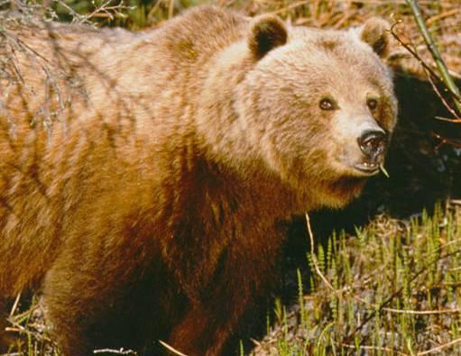 Demography and Genetic Structure of the NCDE Grizzly Bear