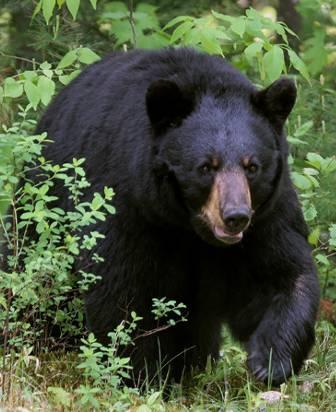 BLACK BEAR ABUNDANCE in GLACIER NP No information exists on black bear population status in GNP 1,496 black bears harvested statewide in 2004, 40% from