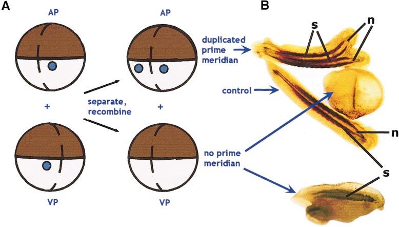 Anterior Midline 47 FIG. 7. Stewart recombinates generate full-sized embryos containing two or zero prime meridians.