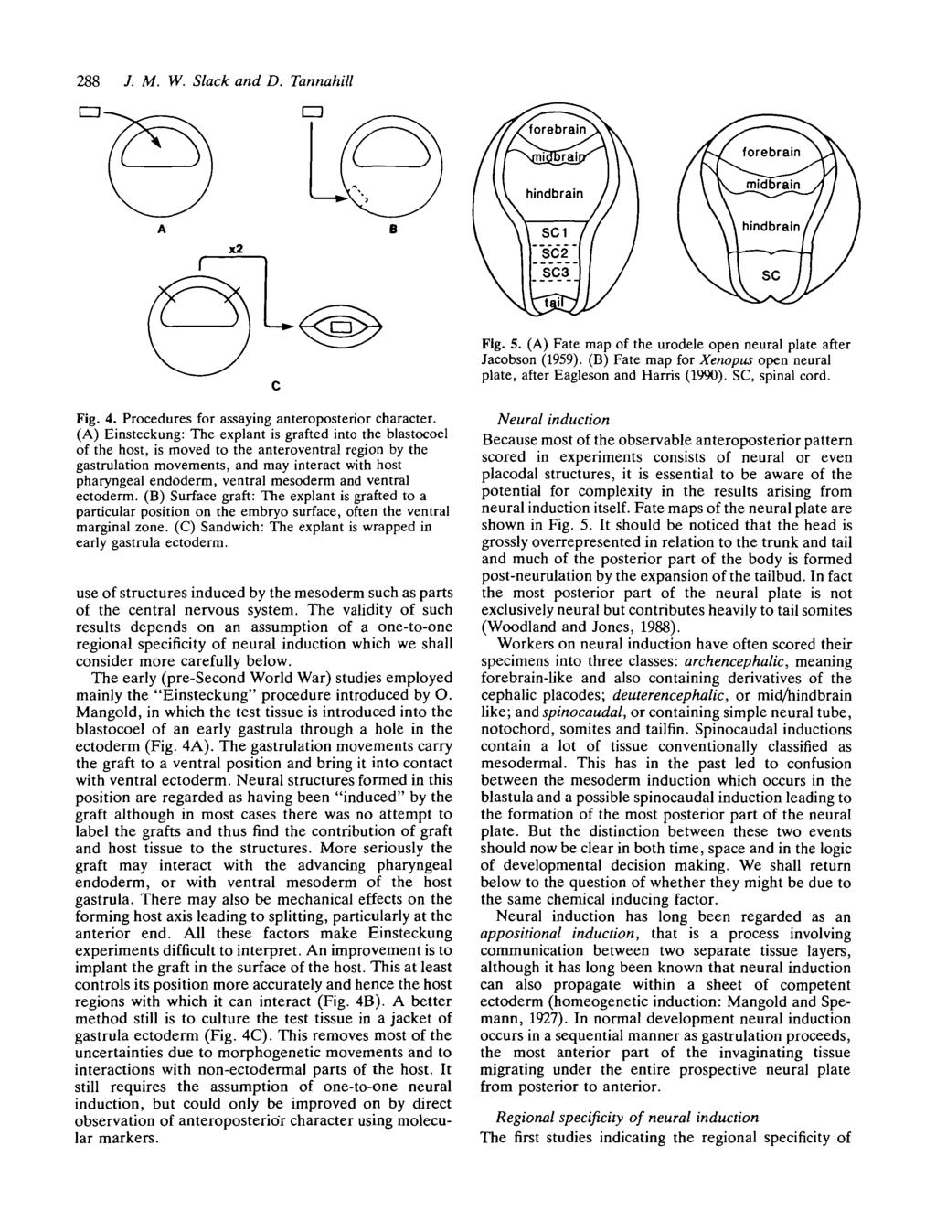 288 /. M. W. Slack and D. Tannahill CD. _ CD Fig. 5. (A) Fate map of the urodele open neural plate after Jacobson (1959). (B) Fate map for Xenopus open neural plate, after Eagleson and Harris (1990).