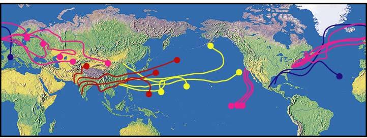 Figure 4: Forward trajectories at 3 km altitude originating from India, China, Mexico, US east and west coasts,