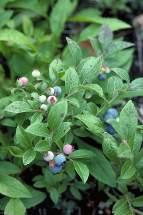 macrocarpon cranberry Arctostaphylos uva-ursi