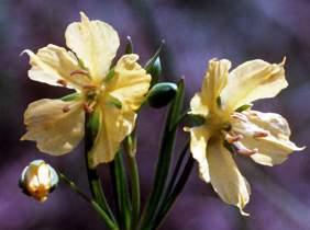 1 *Primulaceae - primroses CA (5) CO (5) A 5 G (5) 5 merous, stamens
