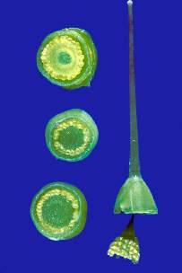 *Primulaceae - primroses CA (5) CO (5) A 5 G (5) pistil is unilocular