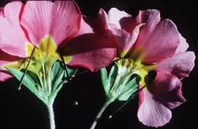 Darwin thrum pin *Primulaceae - primroses 1.