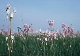 1 *Primulaceae - primroses