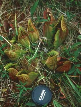 Whorled leaves Trientalis