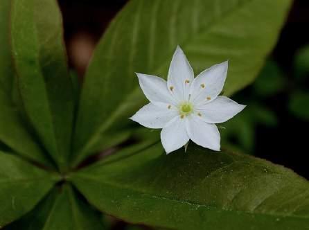 Great Lakes Sarraceniaceae -