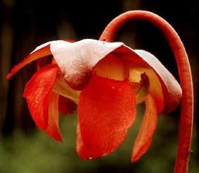 1 Sarraceniaceae - pitcher plants