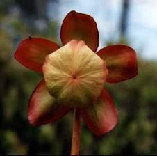 flower; unusual peltate stigma;