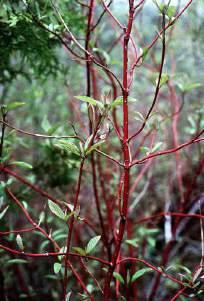 *Cornaceae - dogwoods Hydrangeaceae - hydrangeas