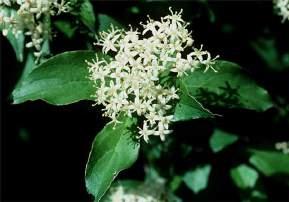 Saxifragaceae Cornus racemosa Gray dogwood Common