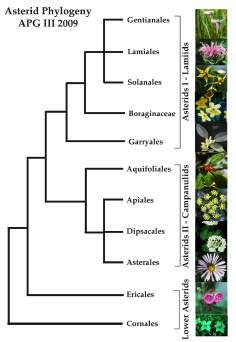 few families and learn *Ericaceae (blueberries)