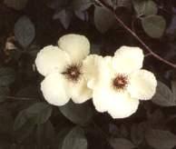 camellia Stewartia malacodendron