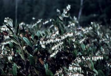 characteristic of nutrient poor soils - bogs, acidic pine dominated