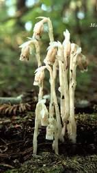 totally parasitizing the fungus for food, nutrients, and water former