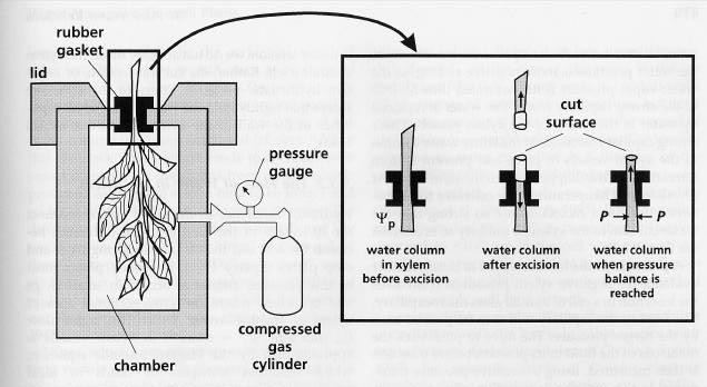 Fig. 3. The pressure chamber (or pressure bomb) measures negative hydrostatic pressure in xylem (averaged over the material placed in the chamber).