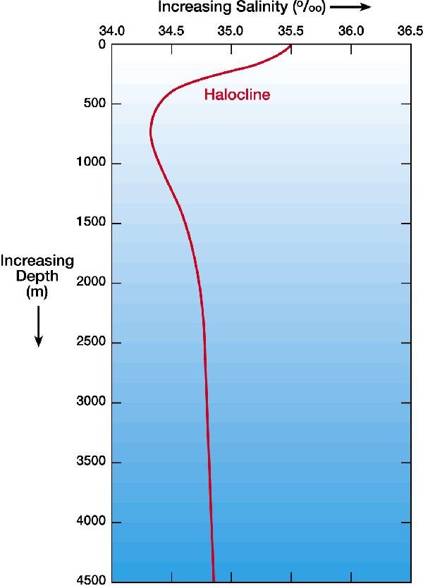 Salinity cont l Halocline- vertical zone in the oceanic water column in which salinity changes rapidly with depth, located below the well-mixed, uniformly saline surface water layer.