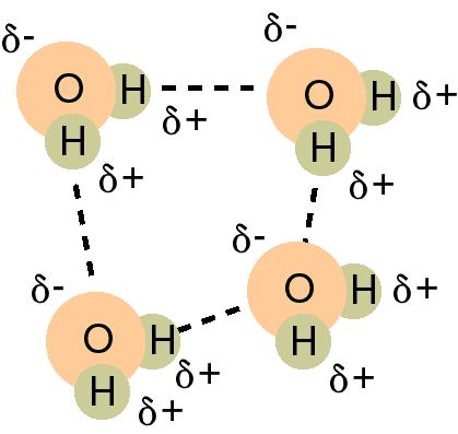 Hydrogen Bonding Hydrogen bonding a special type of dipole-dipole bonding that occurs when you have H bonded to O, N, F.