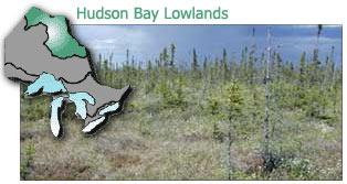 Hudson Bay Lowlands Around the southwestern shore of the Hudson Bay and James Bay in Ontario and Quebec Physical Features: This is a layer of sedimentary rock rests on top of the underlying Shield